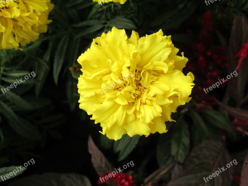 Plant Chrysanthemum Yellow Flower Free Photos