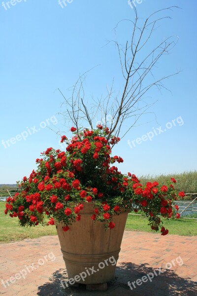 Rose Bush Flowers Small Red Flourishing