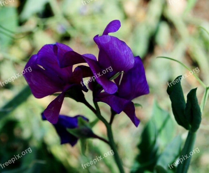 Sweet Pea Flower Pretty Purple Intense