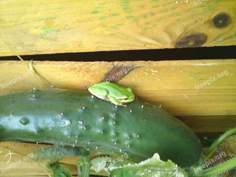 Tree Frog Frog Cucumber Fence Garden Fence