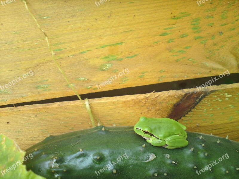 Tree Frog Frog Cucumber Fence Garden Fence