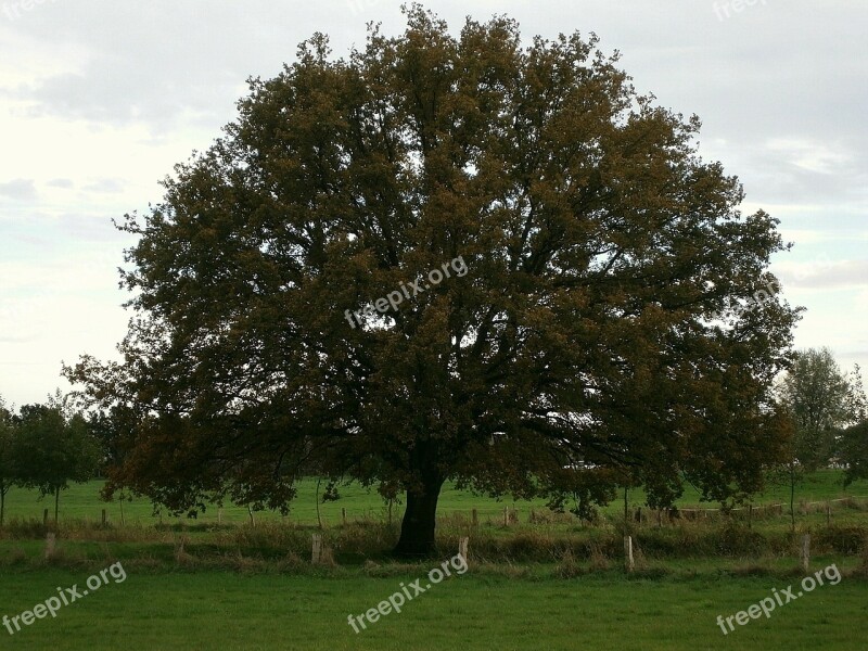 Tree Large Massive Crown Coupling