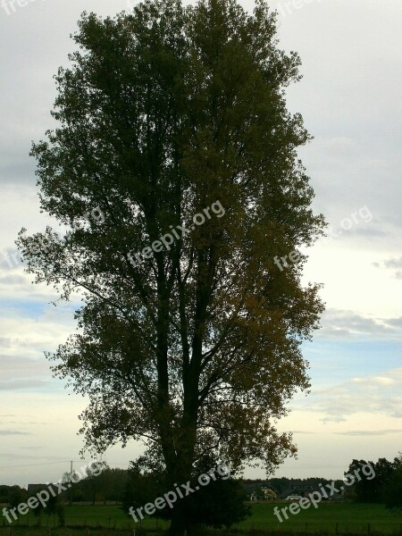 Tree Large Massive Crown Coupling