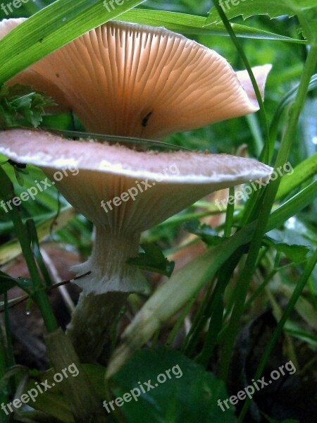 Mushroom Reddish Nature Forest Lights Up