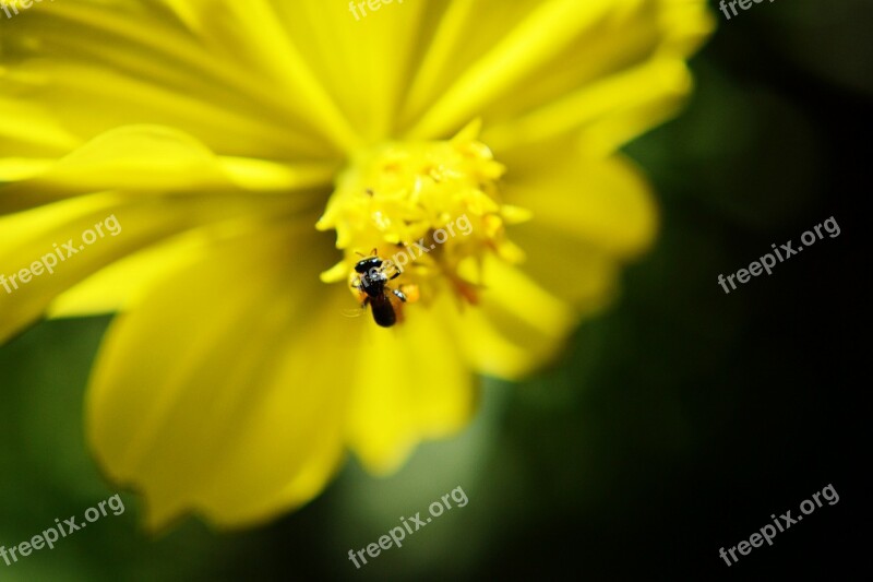 Bee Flower Yellow Flower Summer Animal