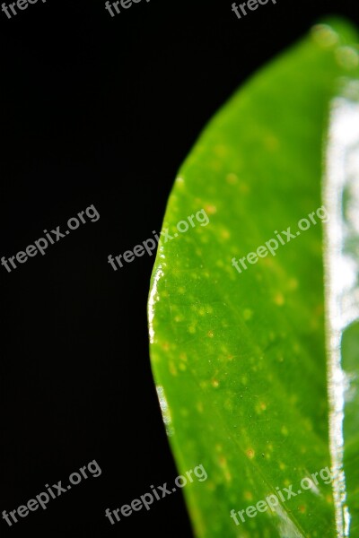 Green Leaf Leaf Close-up Wax Leaf Shiny Leaf