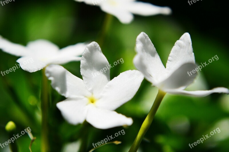 Jasmine Flower Jasmine Flowers Flower Nature