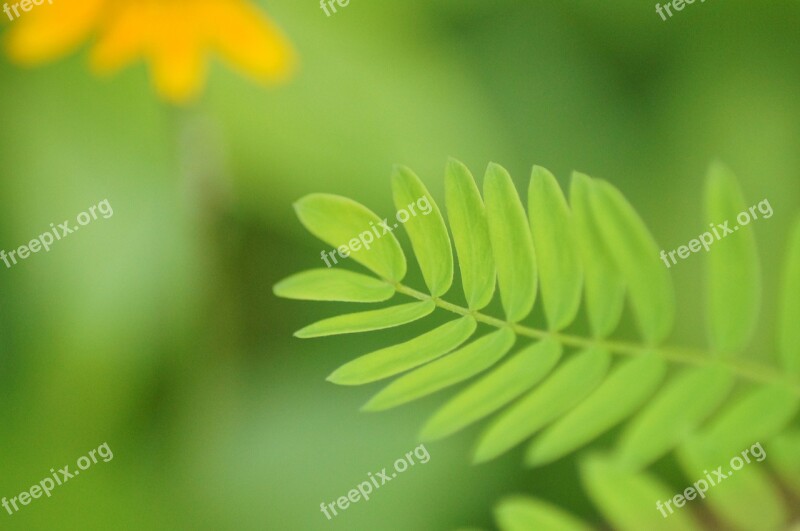 Green Leaves Leaf Trees Plants