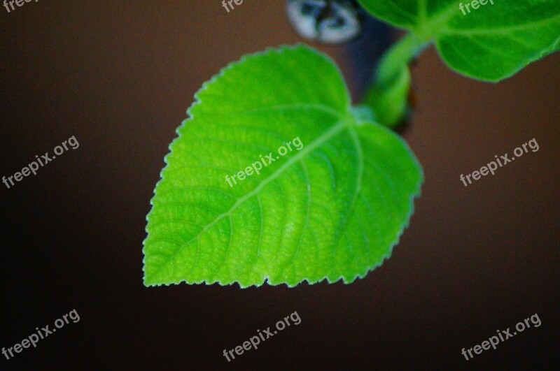 Leaf Growing Plant Leaves Colorful