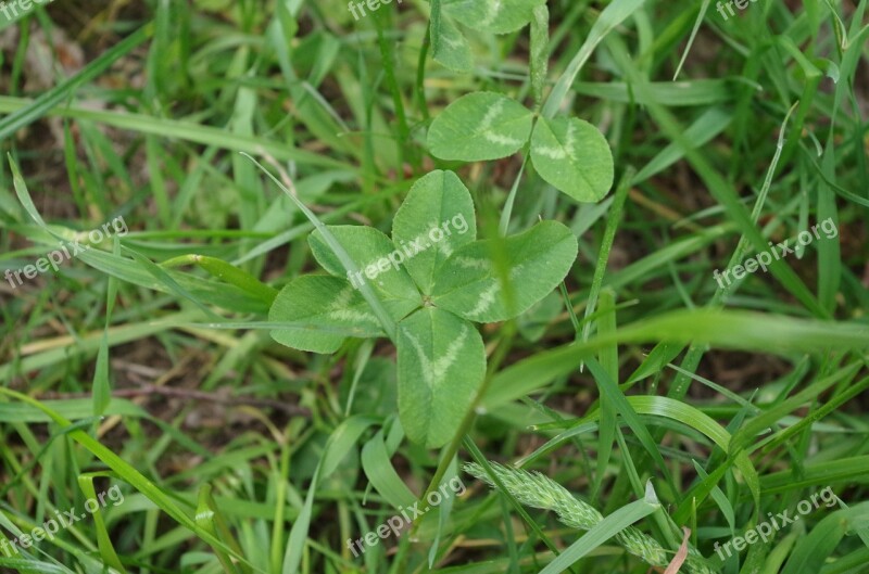 Four Leaf Clover Vierblättrig Luck Free Photos