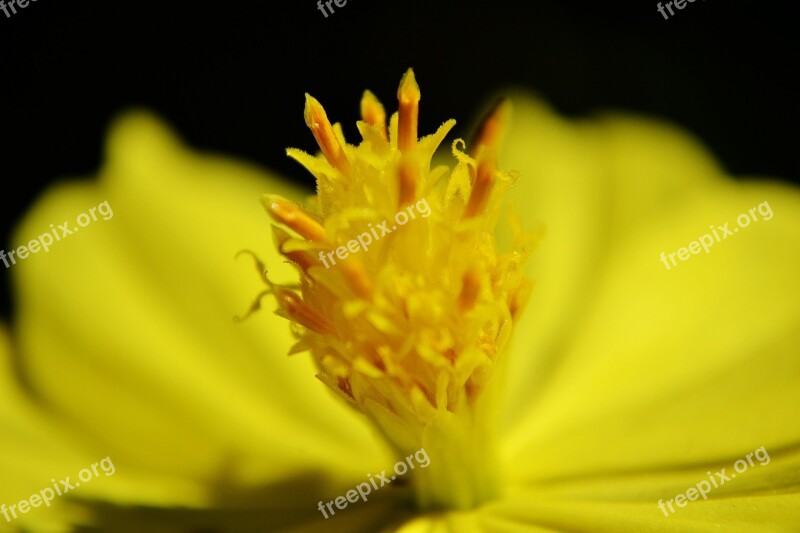 Flower Center Of A Flower Nature Summer Close-up