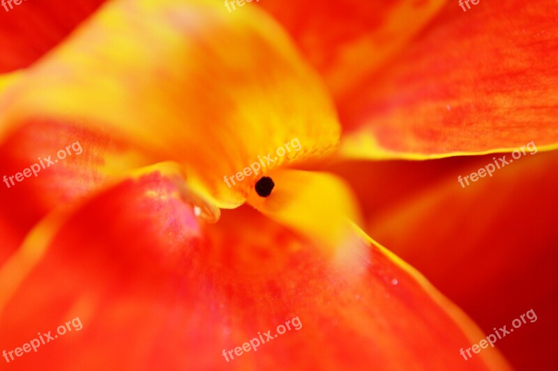 Canna Flower Petals Center Of Flower Red Flower Nature