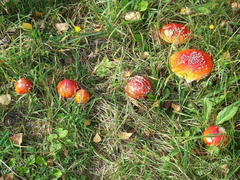 Mushroom Autumn Meadow Toxic Red