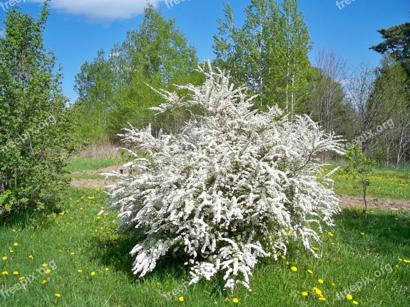 Bridal Wreath Spirea White Bridal Wreath Spirea Bridal Wreath Spirea In Bloom Dandelions Grass And Dandelions