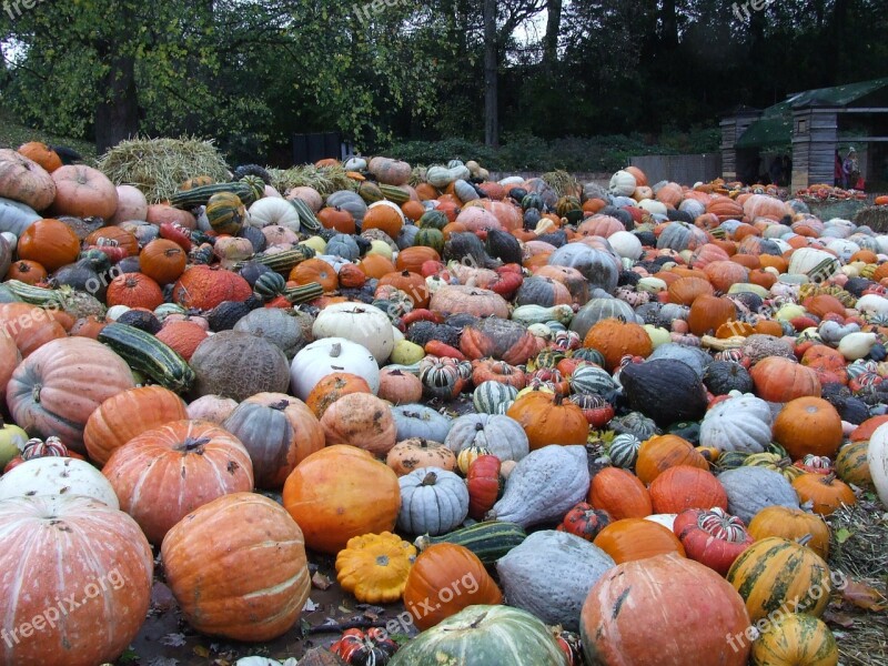 Pumpkins Blooming Baroque Ludwigsburg Autumn Harvest Vegetables