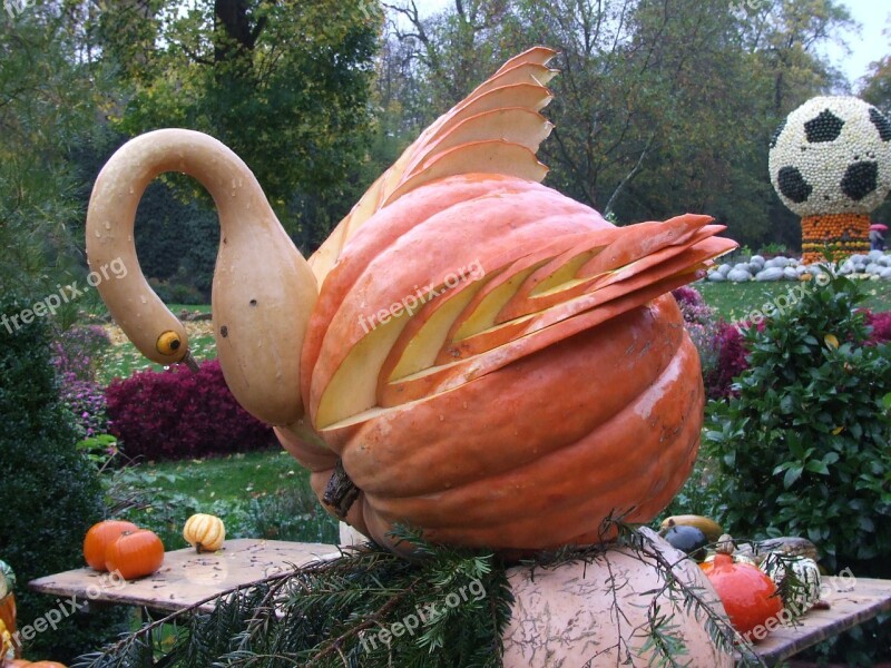 Pumpkin Art Swan From Pumpkin Blühendes Baroque Ludwigsburg Germany Free Photos