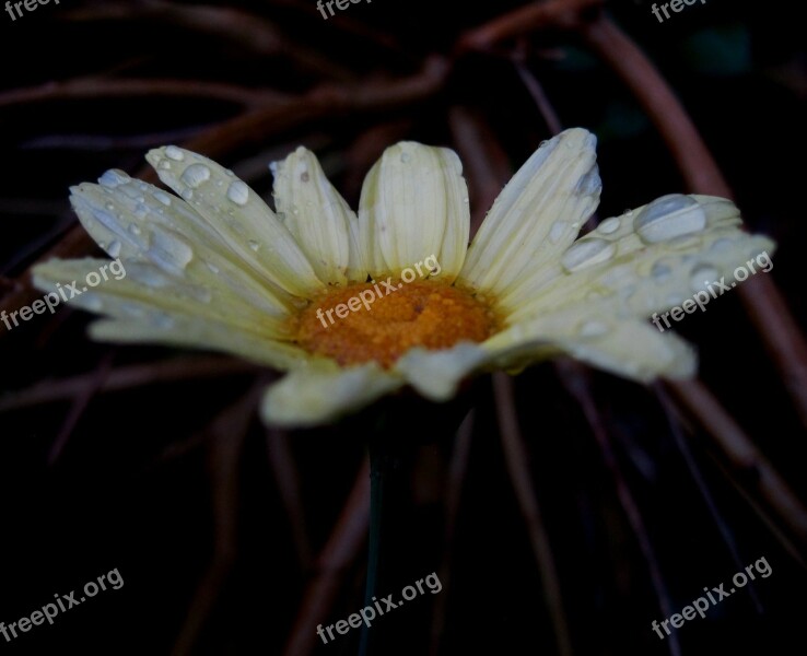 Flower Bloom Light Yellow Bright Yellow Centre Daisy