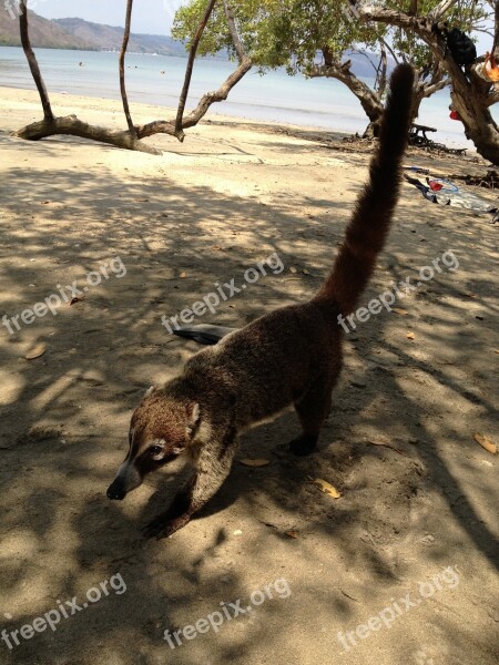 Mammal Cute Pet Beach Bear