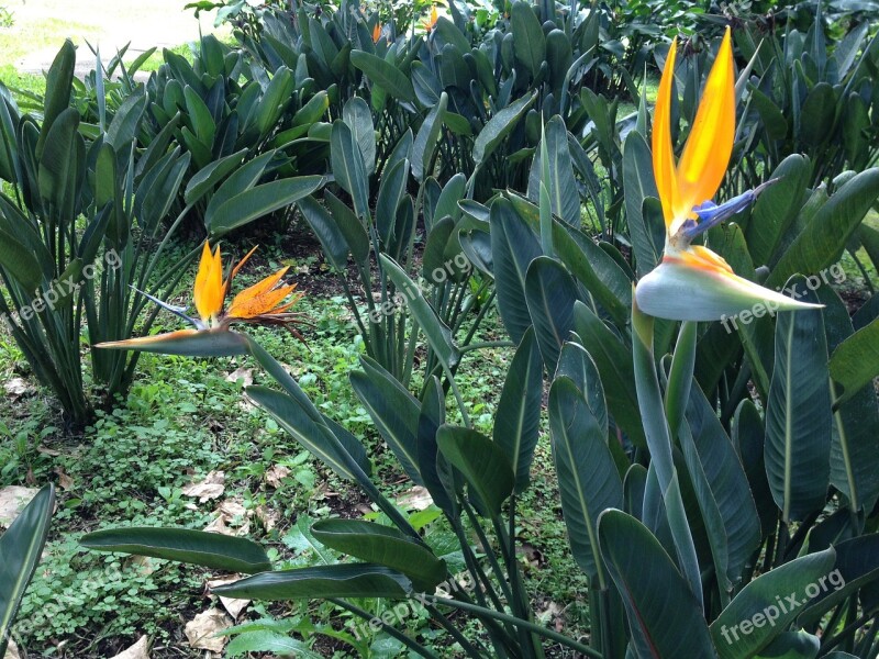 Ave Paradise Color Peak Vegetation