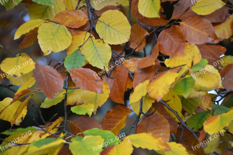 Leaves Leaves In The Autumn Fall Foliage Colorful Autumn