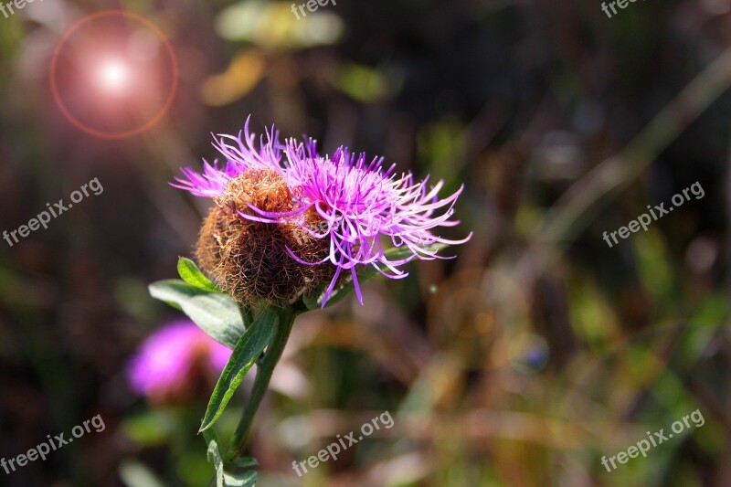 Flower Pink Flower Flowers Nature Plant