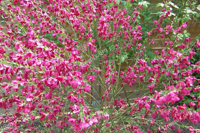 Broom Red Broom Gorse In Bloom Free Photos