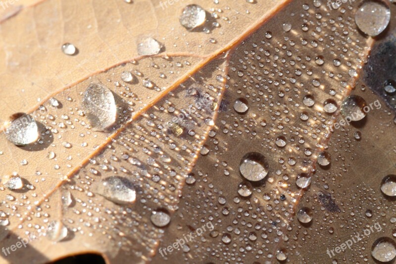 Leaf Autumn Leaves Forest Light