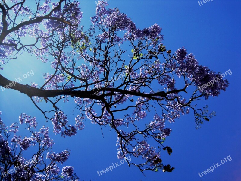 Jakaranda Tree Flower Blooms Petal