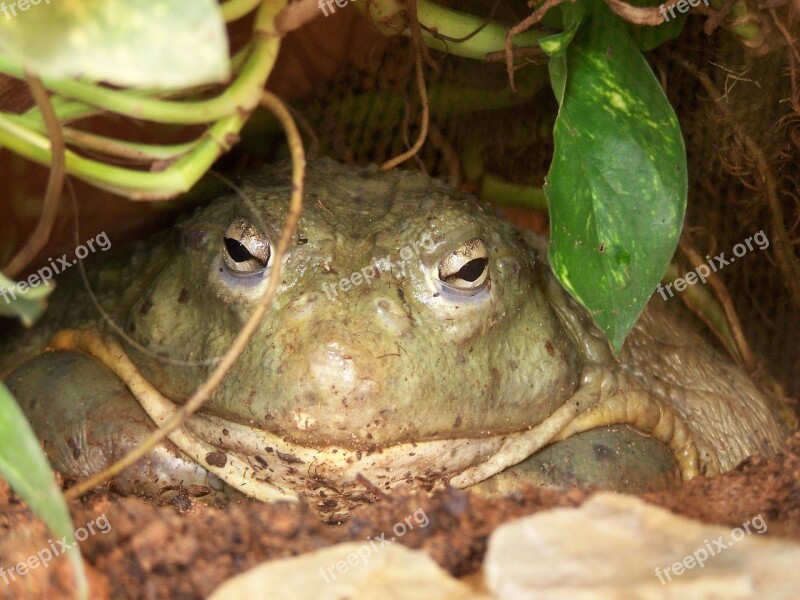 Frog Toad Amphibians Free Photos