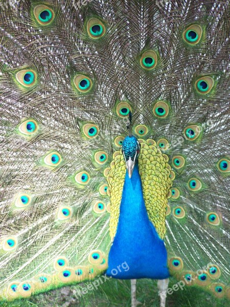 Peacock Close Up Free Photos