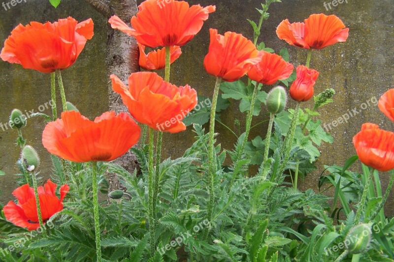 Poppy Red Poppy Free Photos