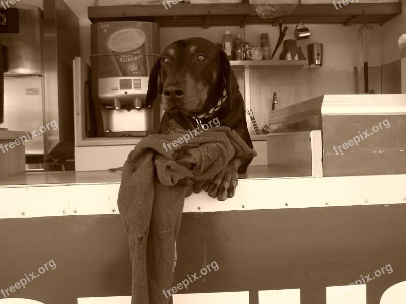 Doberman Dog Snack Free Photos