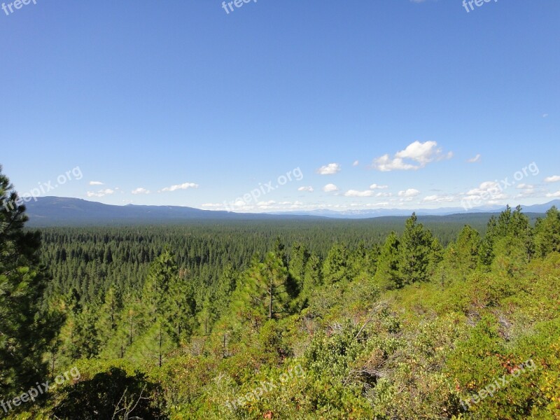 Shasta Bear Blue Sky Free Photos