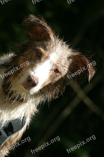 Dog Pet Australian Shepherd Wet Portrait