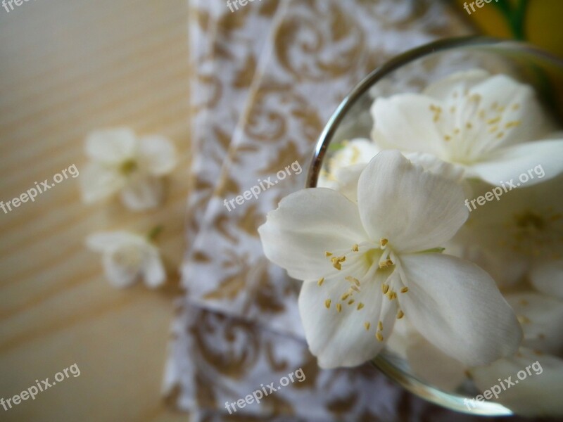 Flower Jasmine White Summer Flowers Flowers