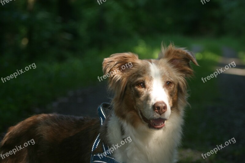 Dog Australian Shepherd Pet Portrait Head