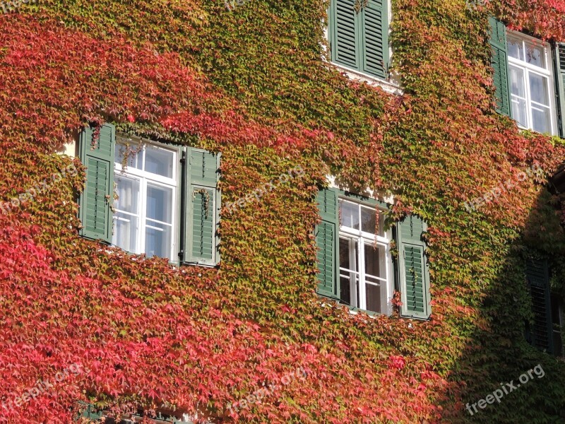 Vine Wall Window Climb Building