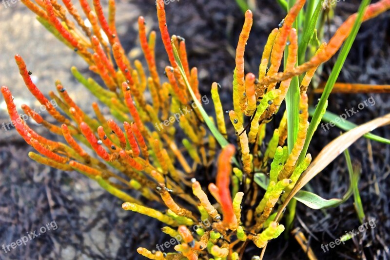 Beach Plant Aquatic Plant Plant Colorful Free Photos