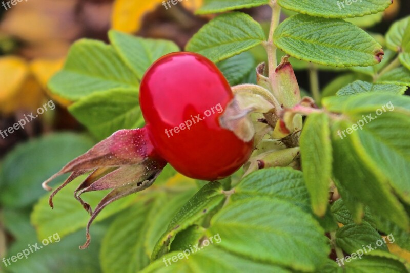 Rose Hip Escape Hageman Rose Free Photos