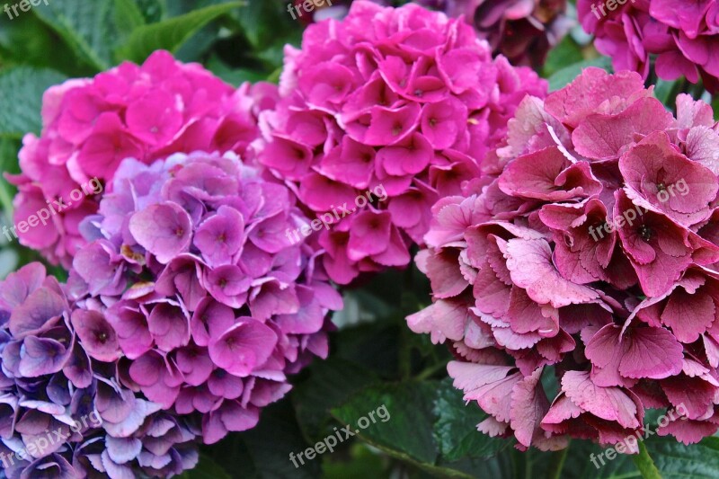 Hydrangeas Flowers Pink Free Photos