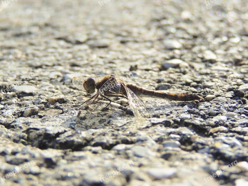 Dragonfly Insect Close Up Animal Macro