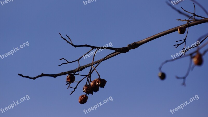 Branch Bird Food Leafless Old Berries Free Photos