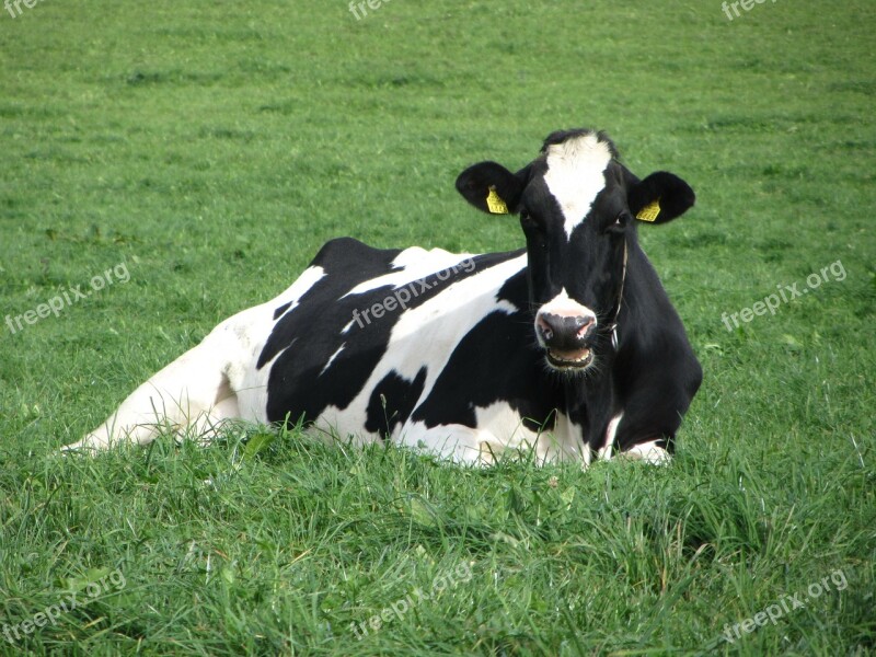 Cow Black White Grass Green