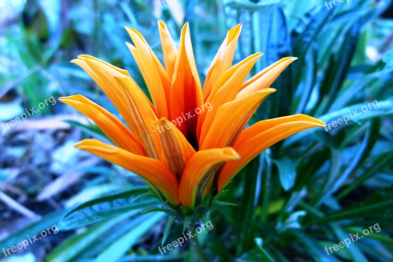 Flower Autumn Yellow Flower Garden Nature