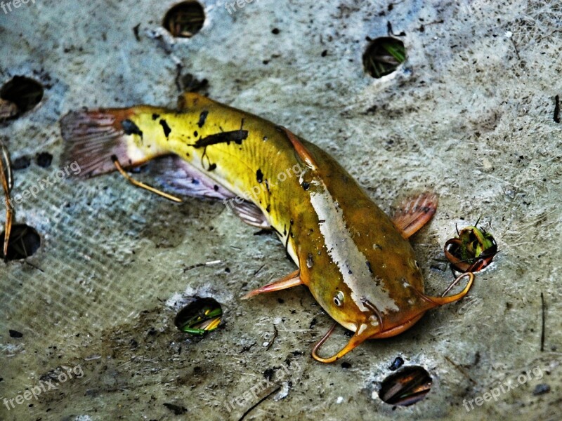 Fish American Catfish Nature Detail Harvesting