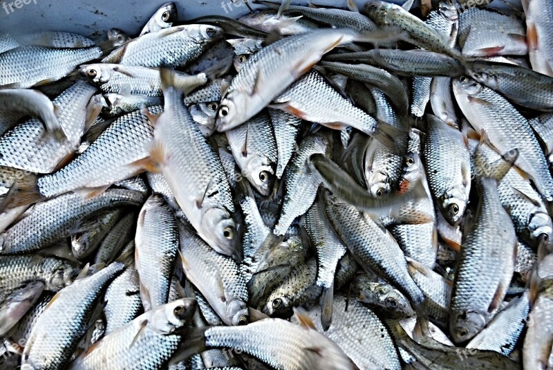 Raba Fish White Fish Roach Harvesting