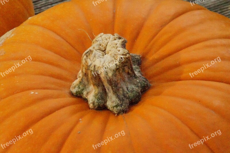 Pumpkin Pumpkins Orange Bright Autumn