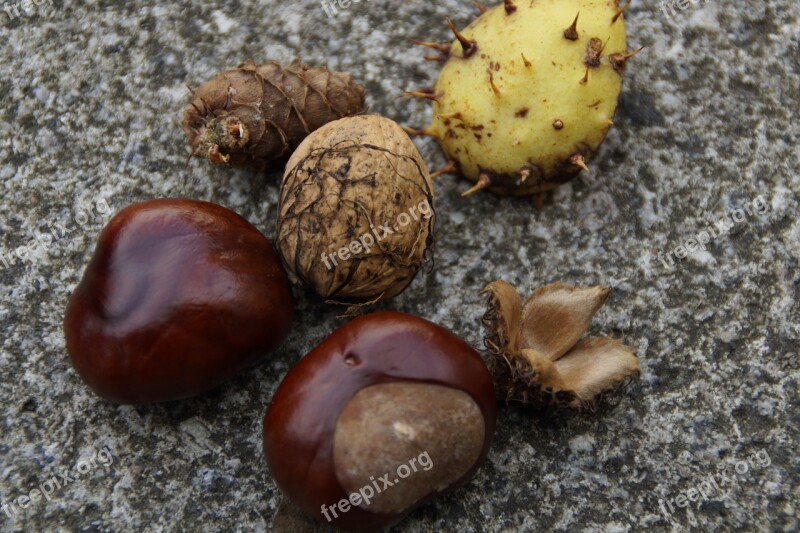 Autumn Fruits Autumn Fruits Chestnut Nut