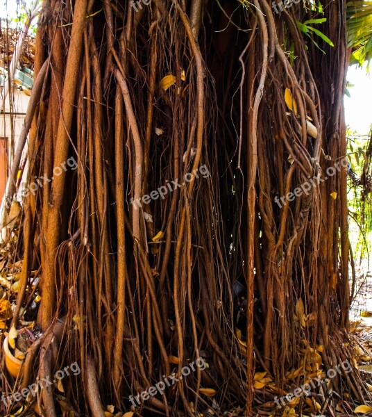 Log Aerial Roots Forest Free Photos