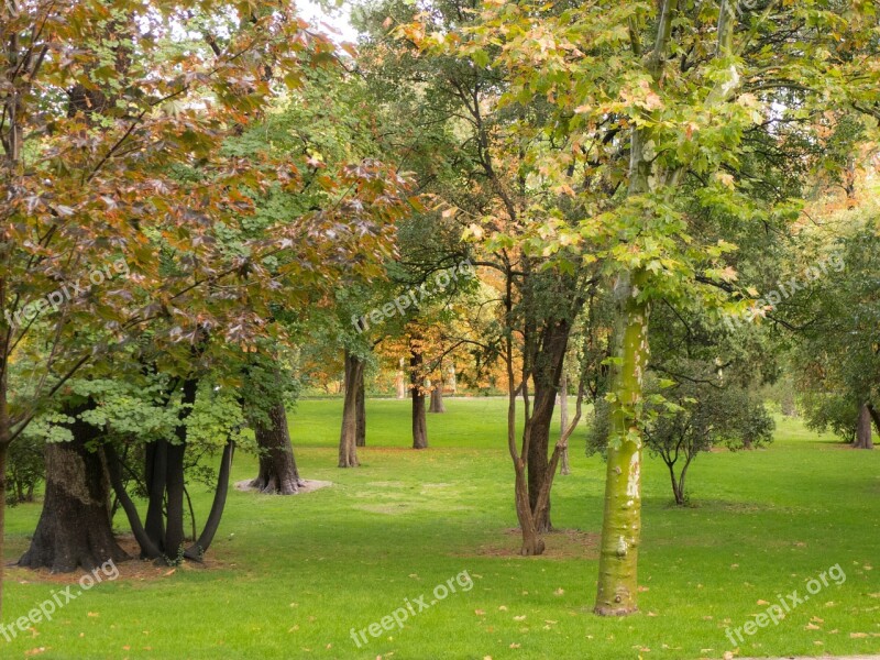 Forest Autumn Lawn Nature Vegetation